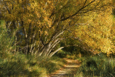 Trees growing in park during autumn