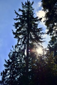 Low angle view of trees in forest against sky