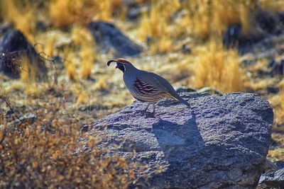 Bird perching on rock