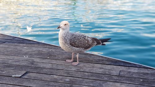 Seagull perching on pier