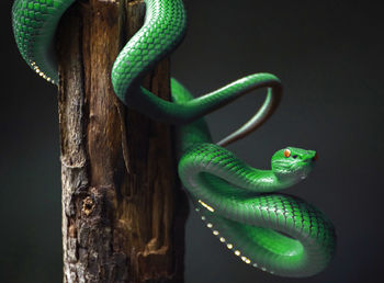 Close-up of snake