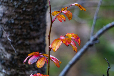 Close-up of orange maple leaves on tree