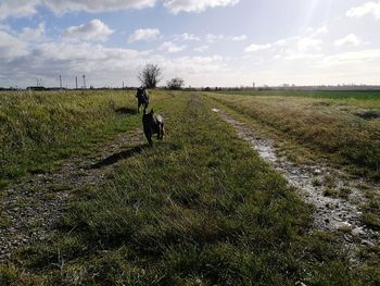 Dog walking on field against sky