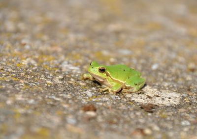 Close-up of insect on leaf