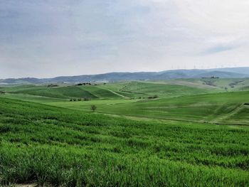 Scenic view of agricultural field against sky