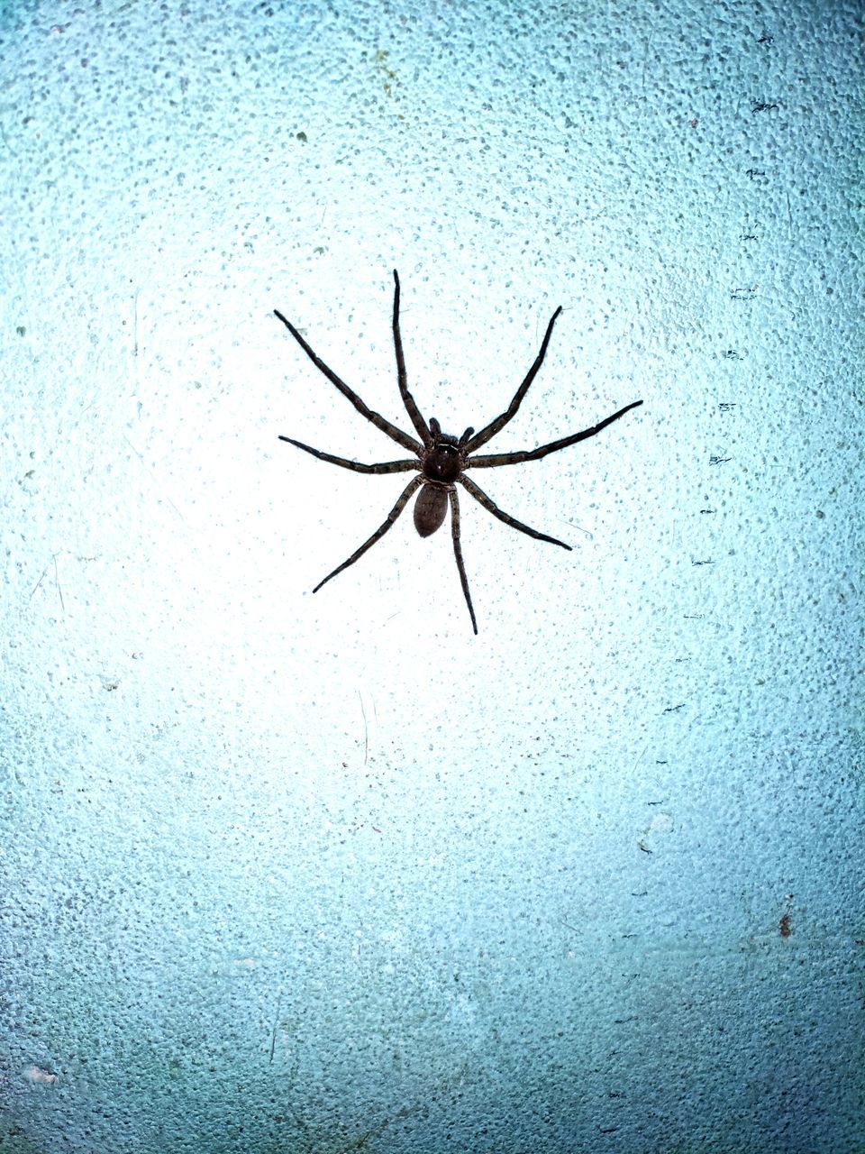 CLOSE-UP OF SPIDER ON WEB