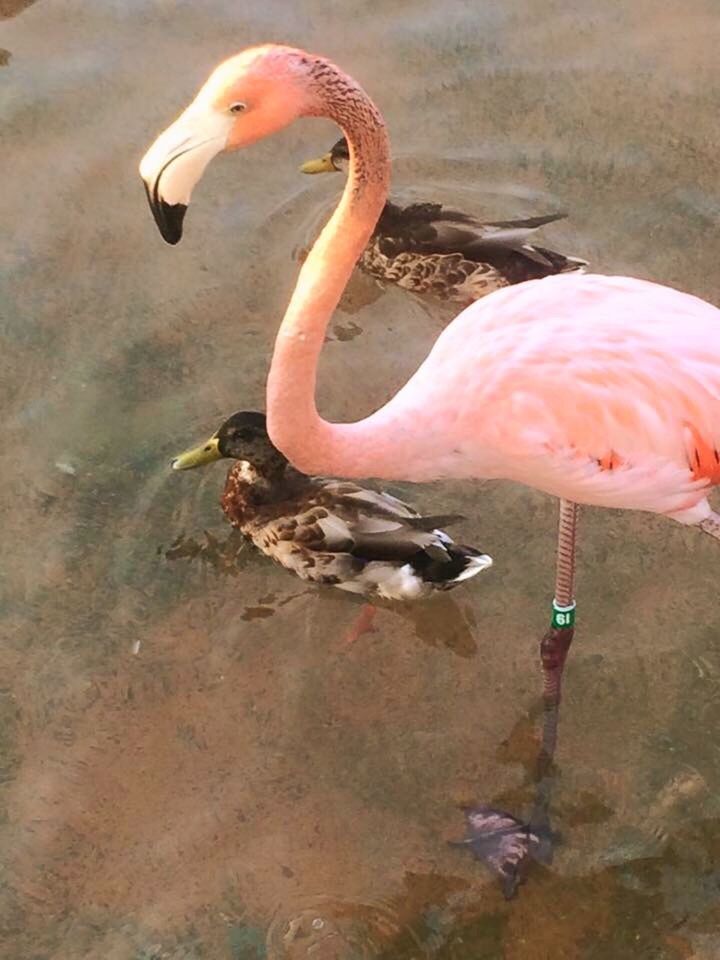 Flamingos up close