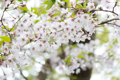 Close-up of white cherry blossom