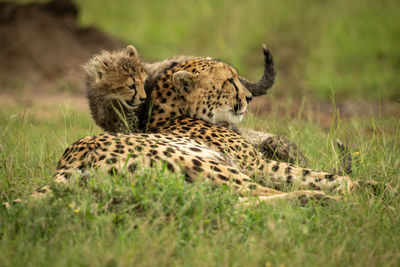 Cub walks behind cheetah lying on grass