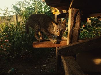 Cat looking away