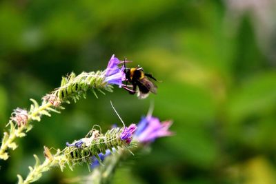 Honey bee pollinating on purple flower