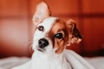 Close-up portrait of dog on bed at home