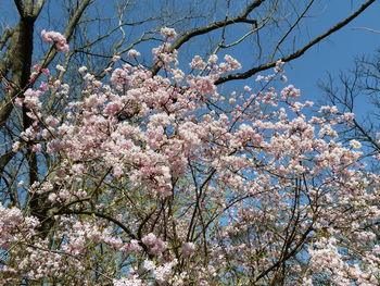 Low angle view of flower tree against sky