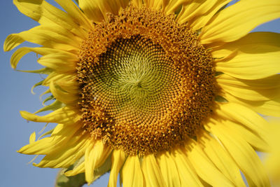 Close-up of sunflower