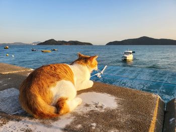 Orange cat shouts towards the ocean at the seasides