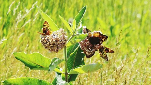 Close-up of insect on plant