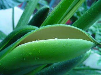 Close-up of bud growing on plant