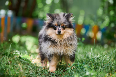 Portrait of small dog on field