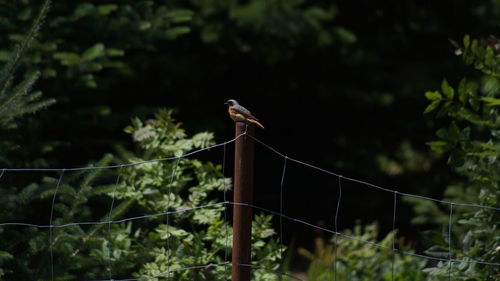 Bird perching on a railing