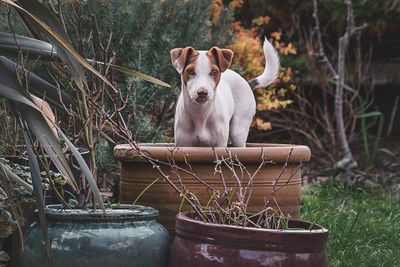 Jack russell terrier in plant pot