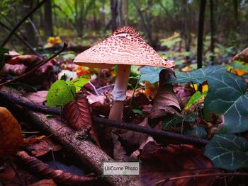 Close-up of mushroom growing in forest