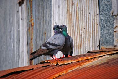 Close-up of bird perching on wood