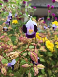 Close-up of fresh flowers