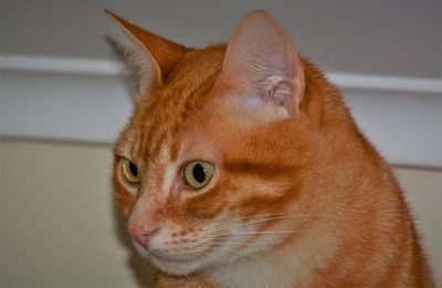 Portrait of ginger cat