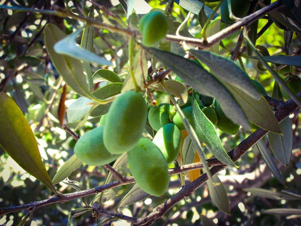 CLOSE-UP OF FRUIT GROWING ON TREE