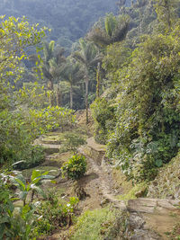 High angle view of trees on land