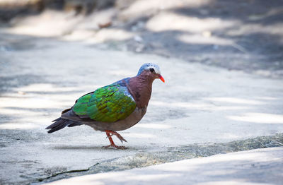 Close-up of bird perching on land