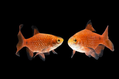 Fish swimming in sea against black background