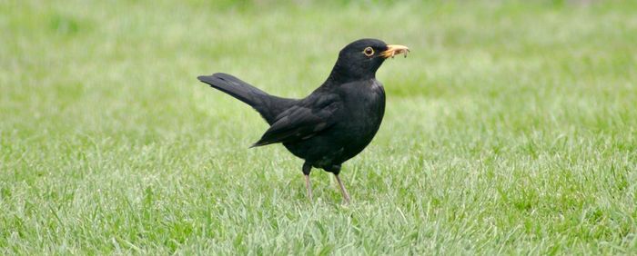 Close-up of bird on field