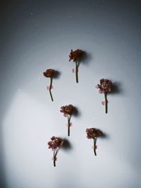 Close-up of dandelion