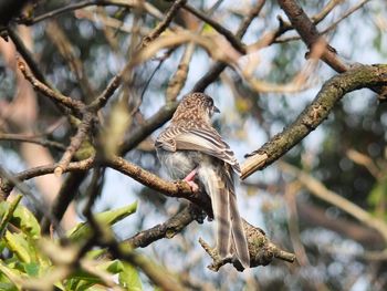 Low angle view of bird perching on branch