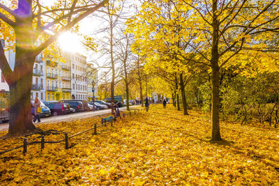 Trees in park during autumn