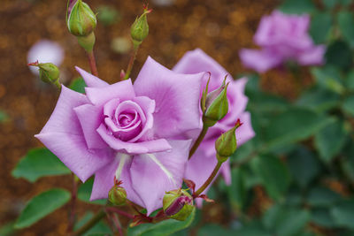 Close-up of rose blooming outdoors