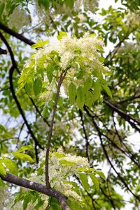 Low angle view of flower tree