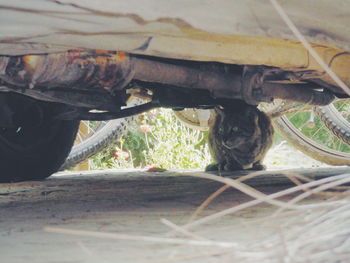 Close-up of dog