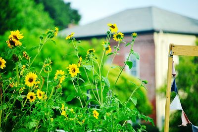 Close-up of yellow flowering plant against building