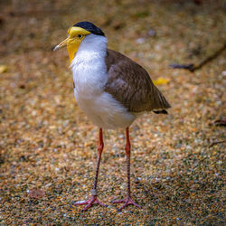 Close-up of bird perching on a field