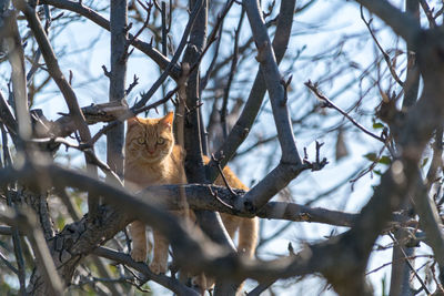 Portrait of cat sitting on branch