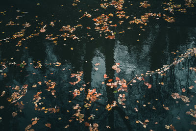 Full frame shot of fallen autumn leaves by lake