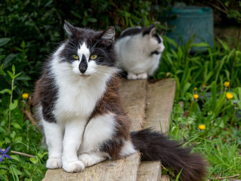 Cat sitting on grass