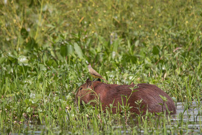 View of lizard on field