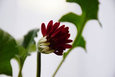 Close-up of red flower blooming outdoors