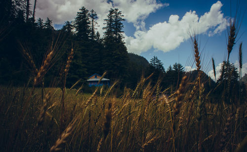 Panoramic shot of trees on field against sky