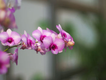 Close-up of pink flowers blooming outdoors