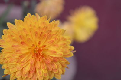 Close-up of flower against blurred background