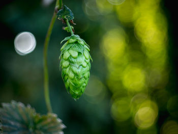 Close-up of fresh green plant